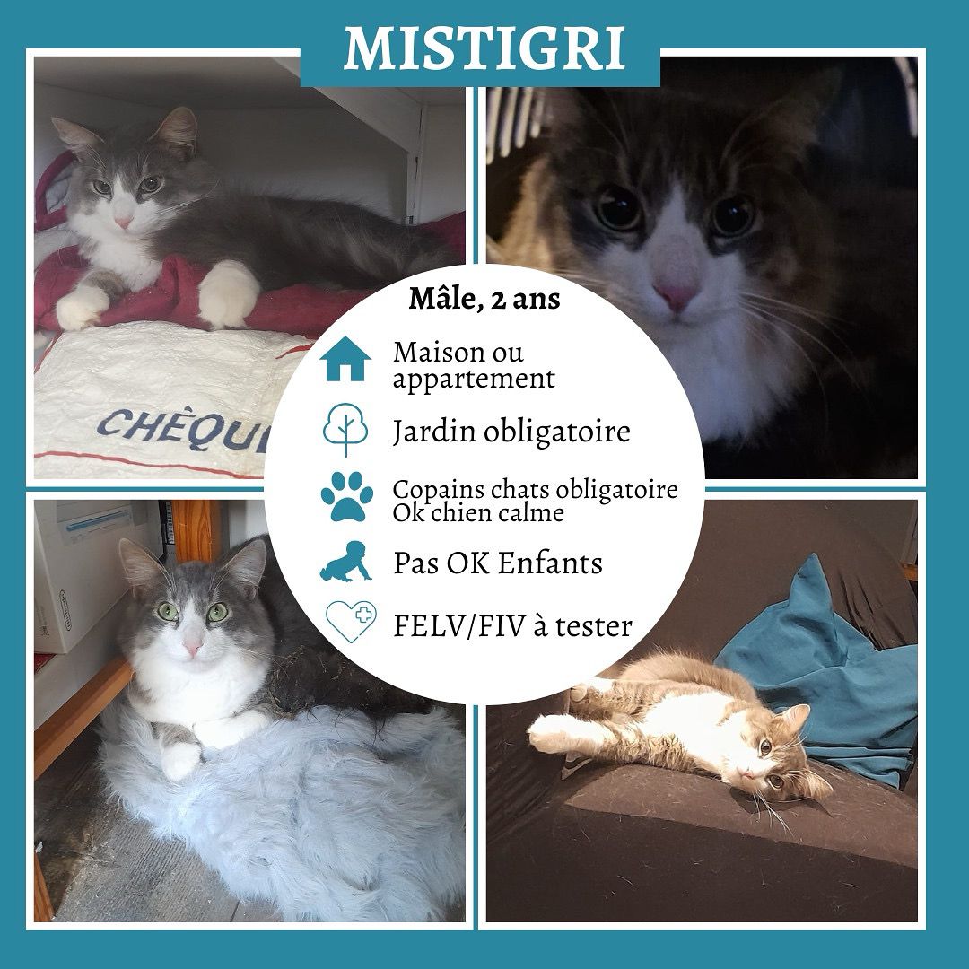 Mistigri