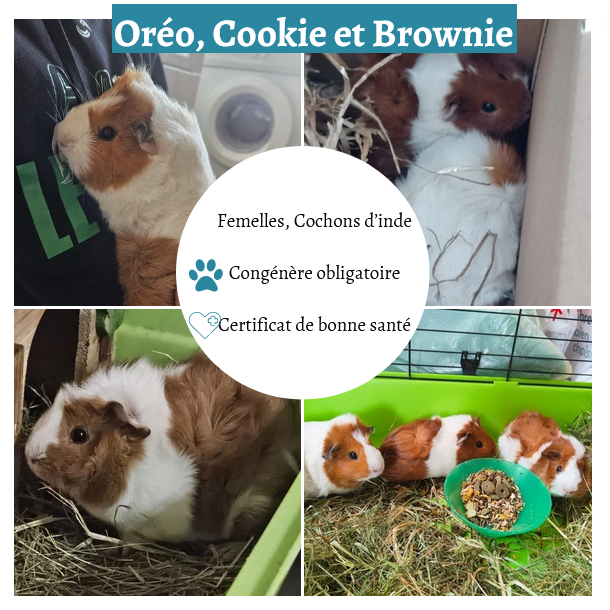 Oréo, Cookie & Brownie