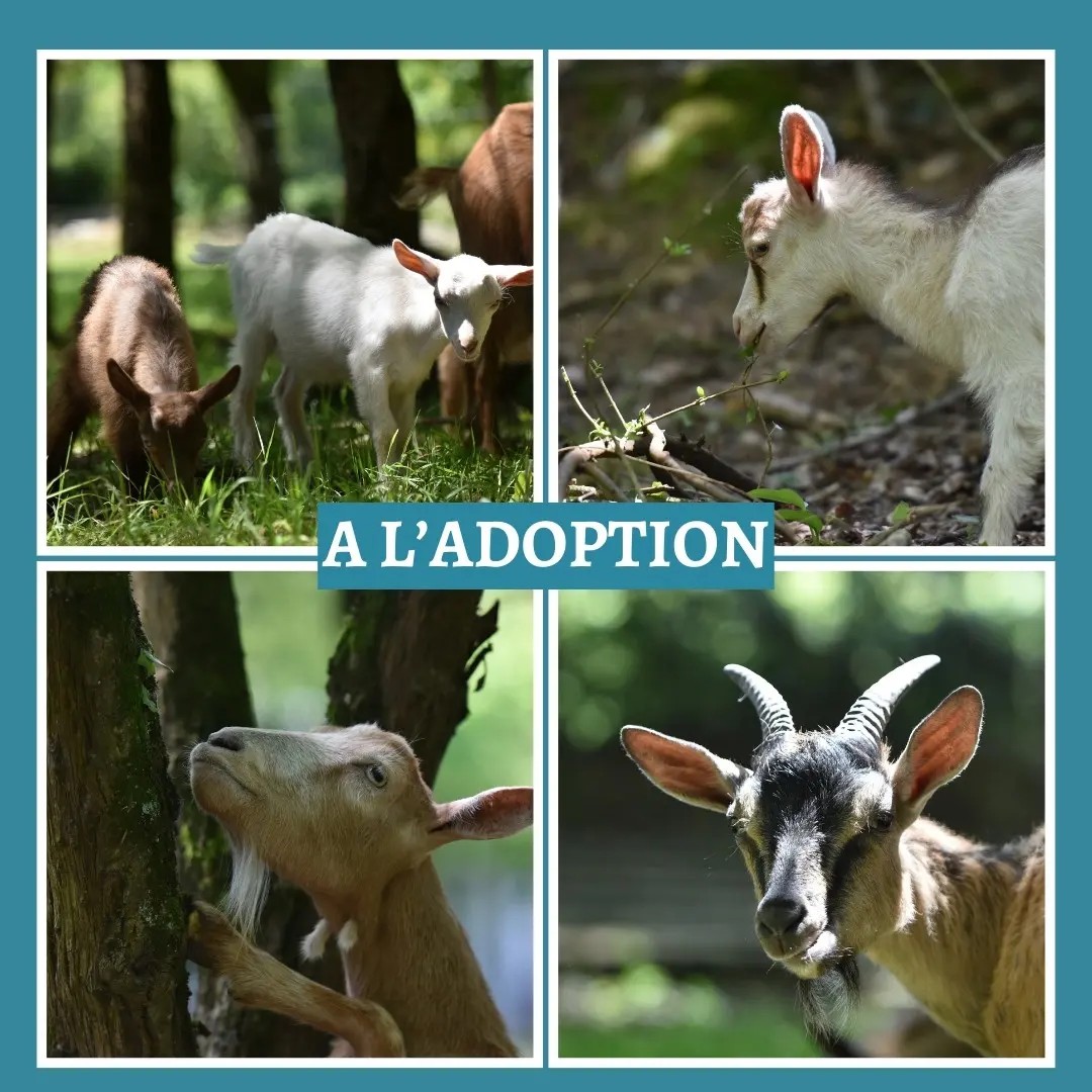 Chèvres à l’adoption