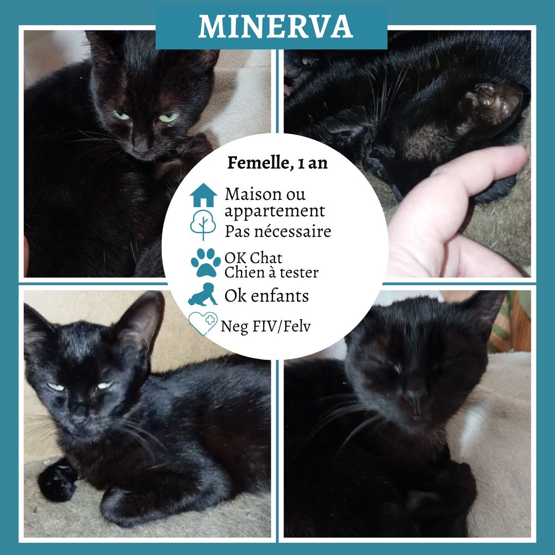 Minerva