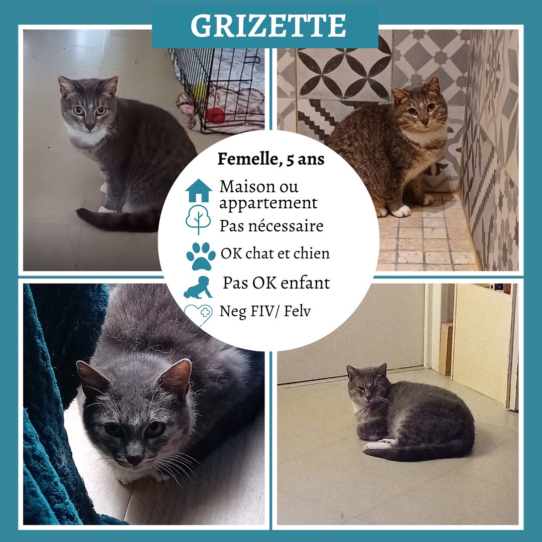 Grizette