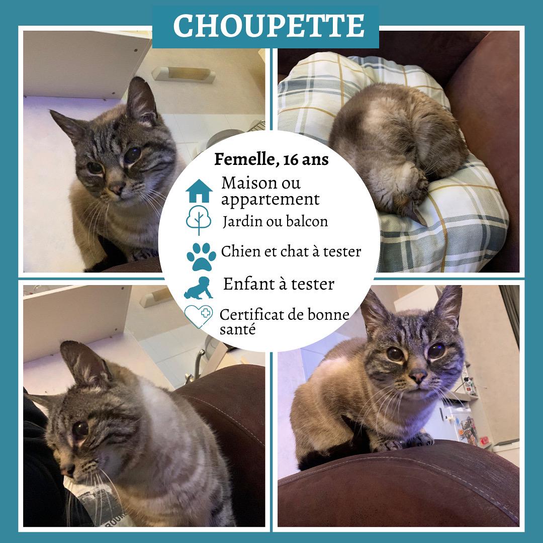 Choupette à l'adoption