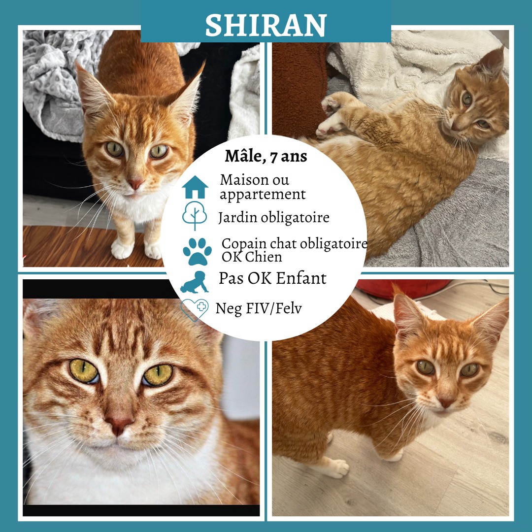Shiran