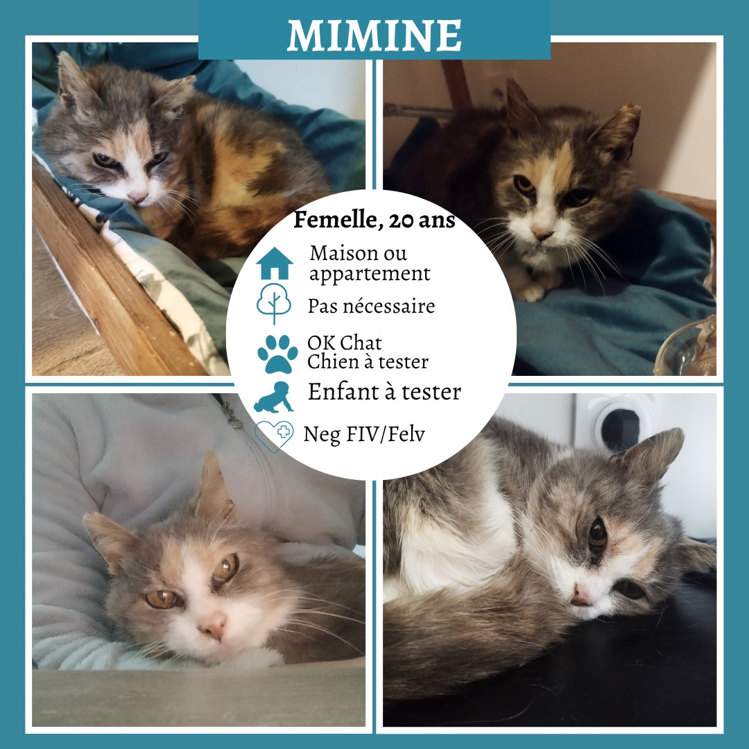 Mimine