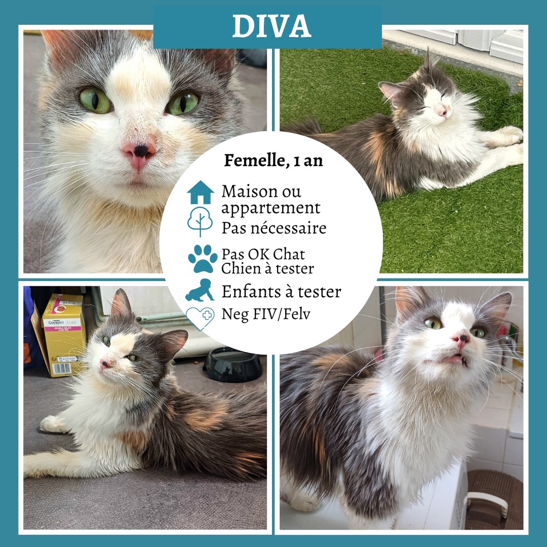 Diva