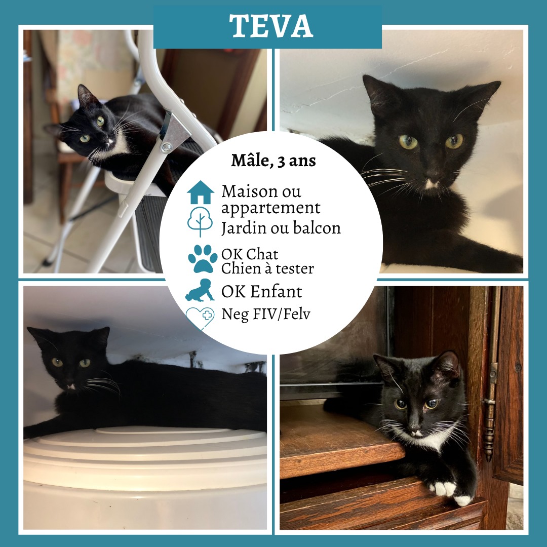 Teva