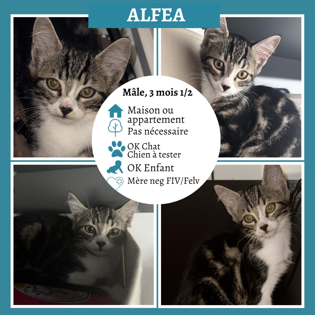 Alfea