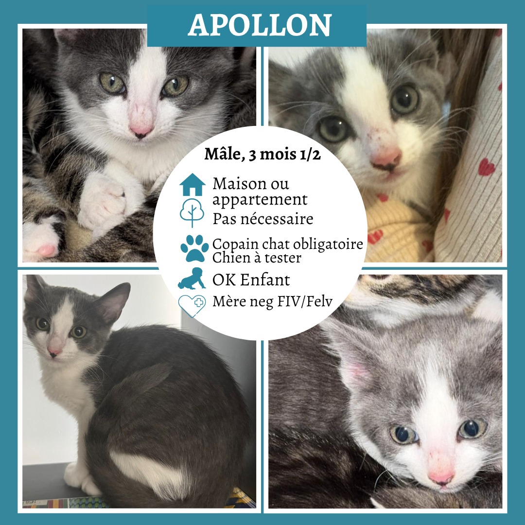 Apollon