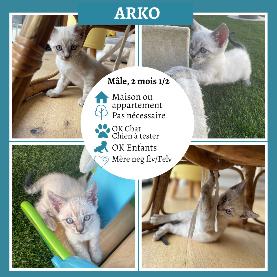Arko