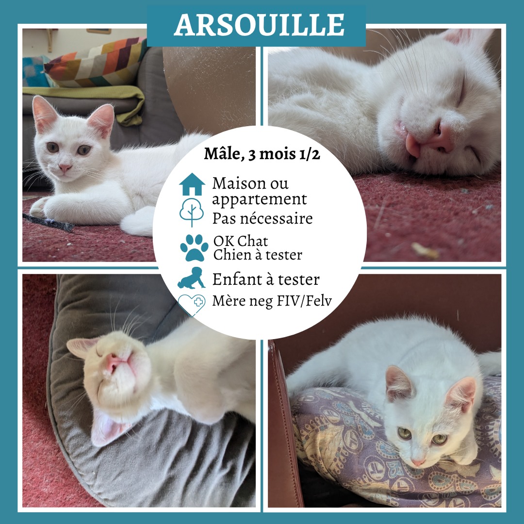 Arsouille