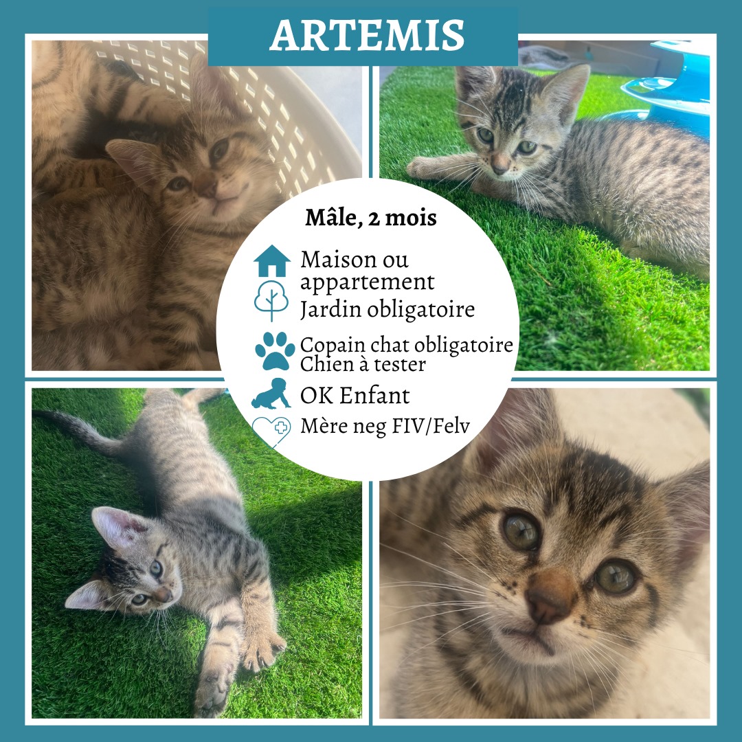 Artemis
