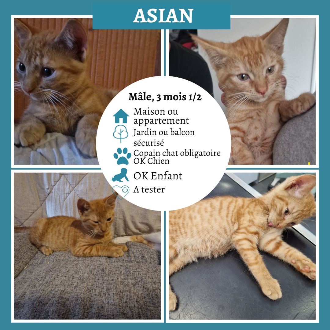 Asian