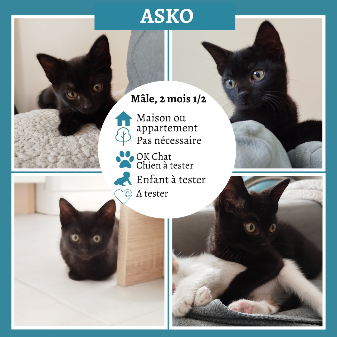 Asko