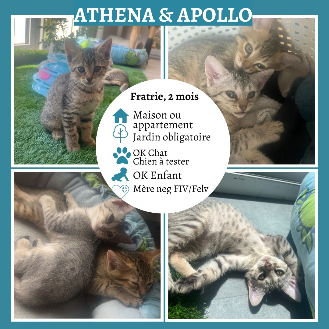 Athena & Apollo