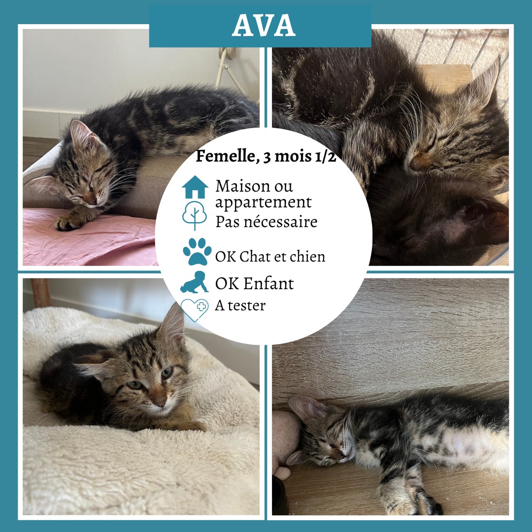 Ava