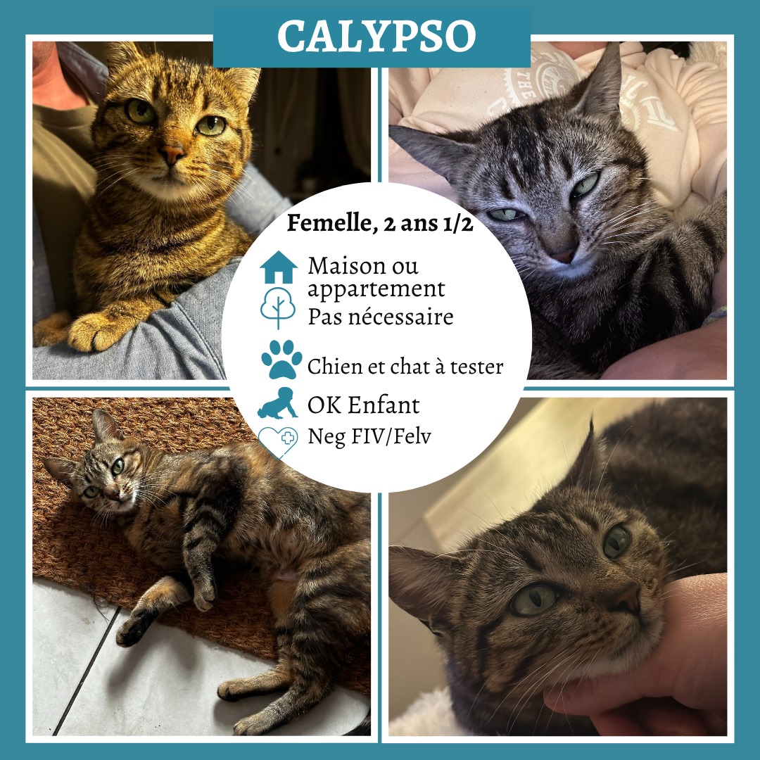 Calypso