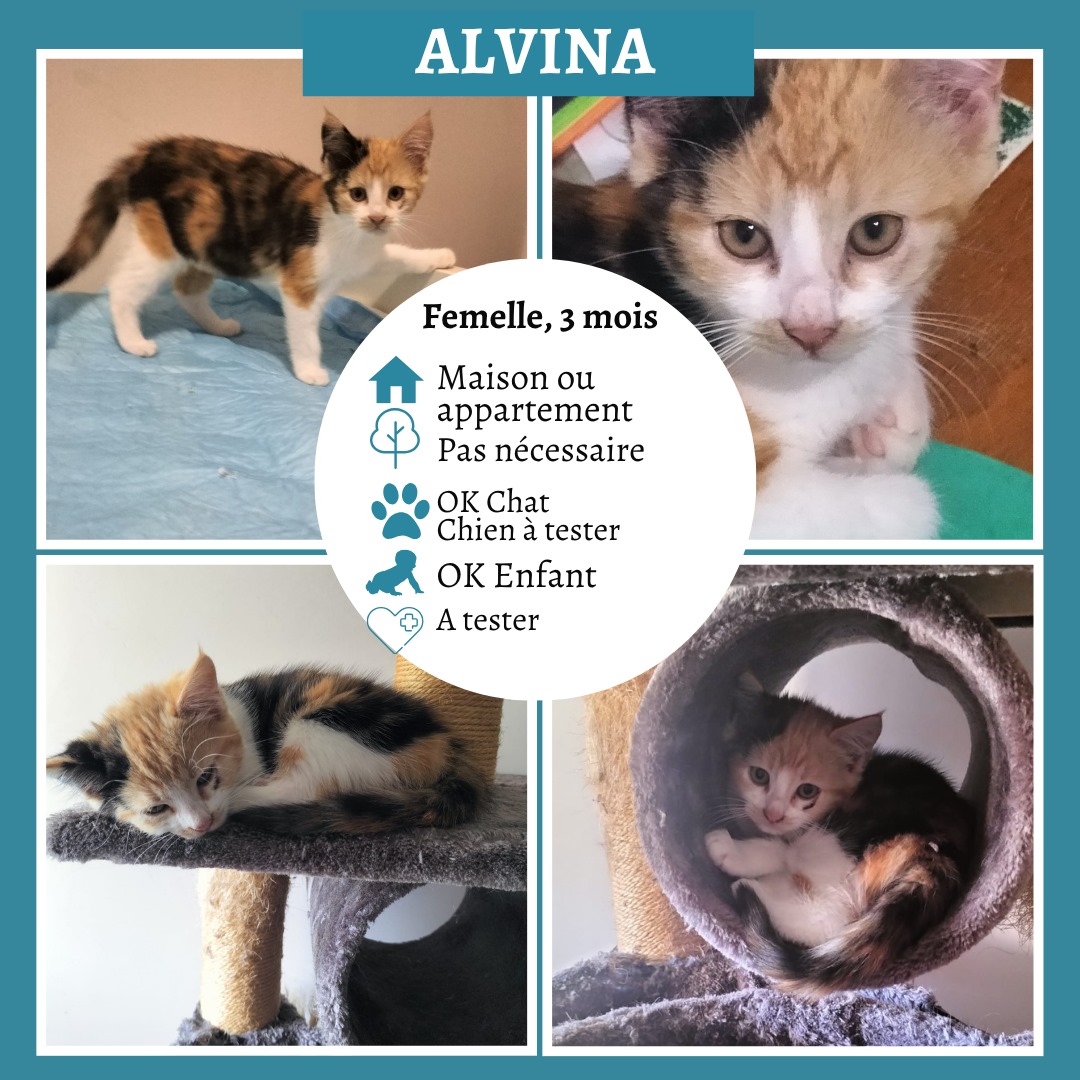 Alvina