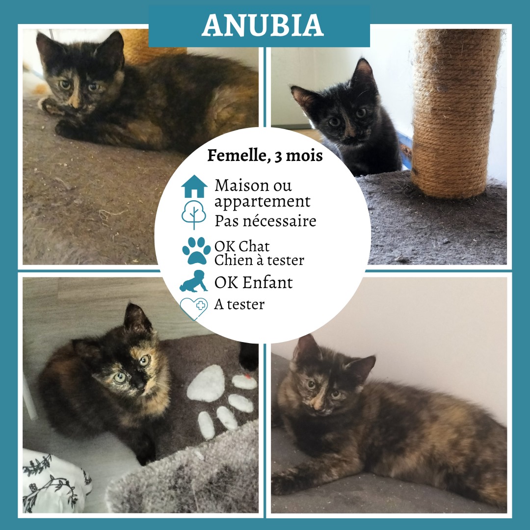 Anubia