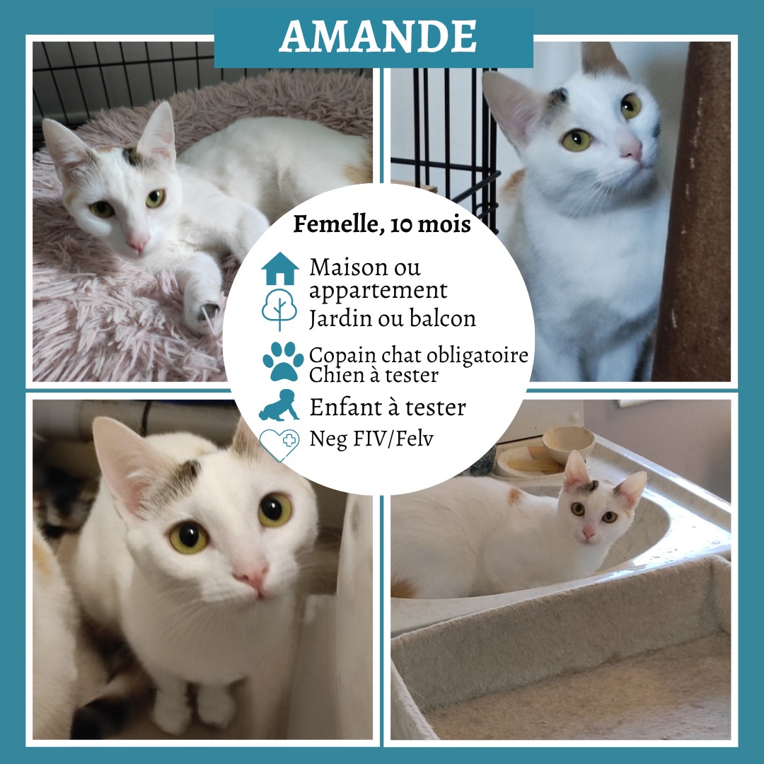 Amande
