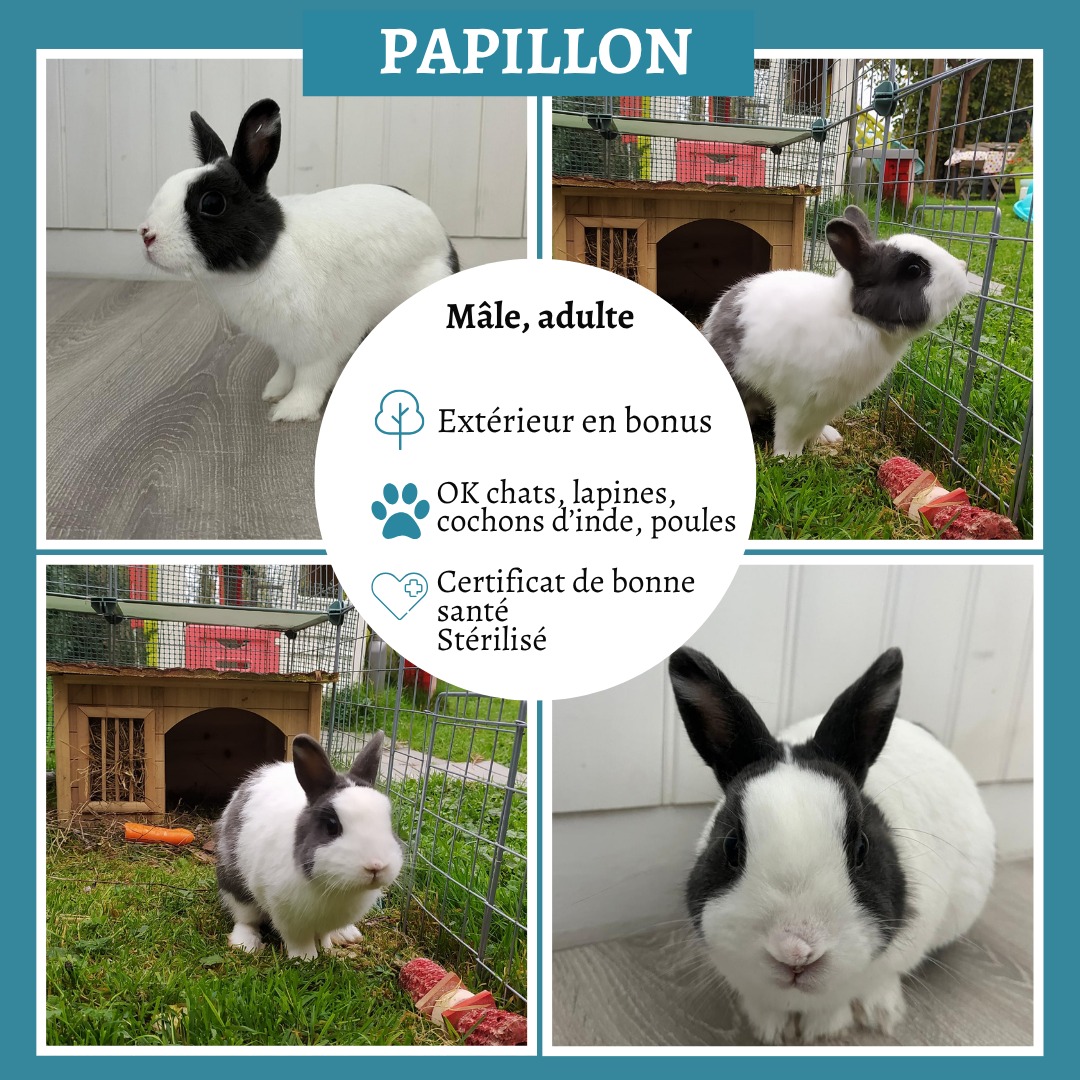 Papillon