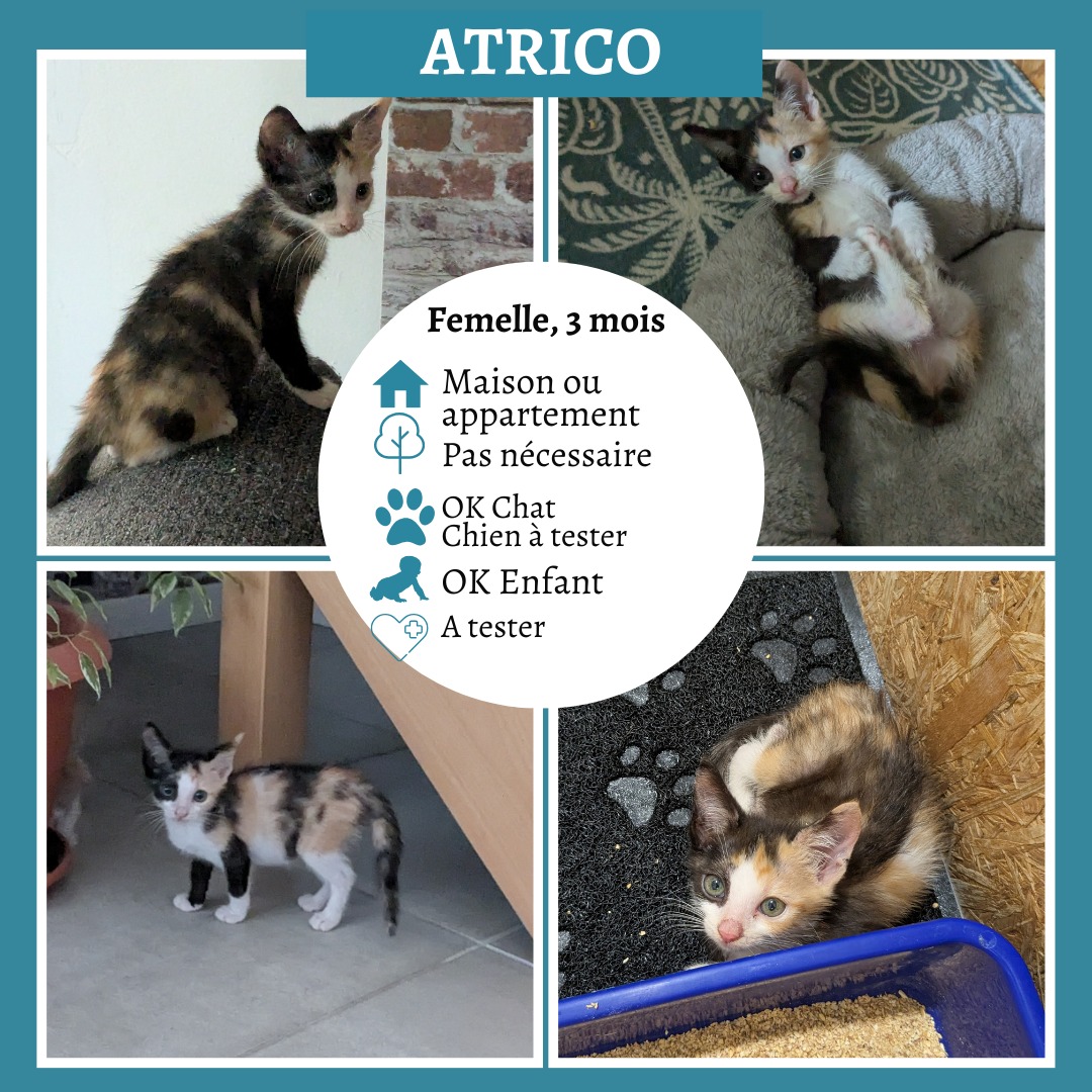 Atrico