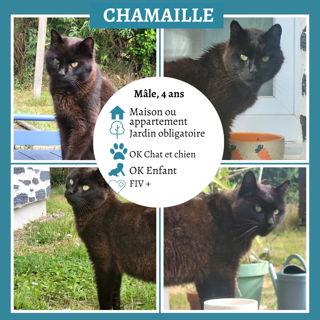 Chamaille