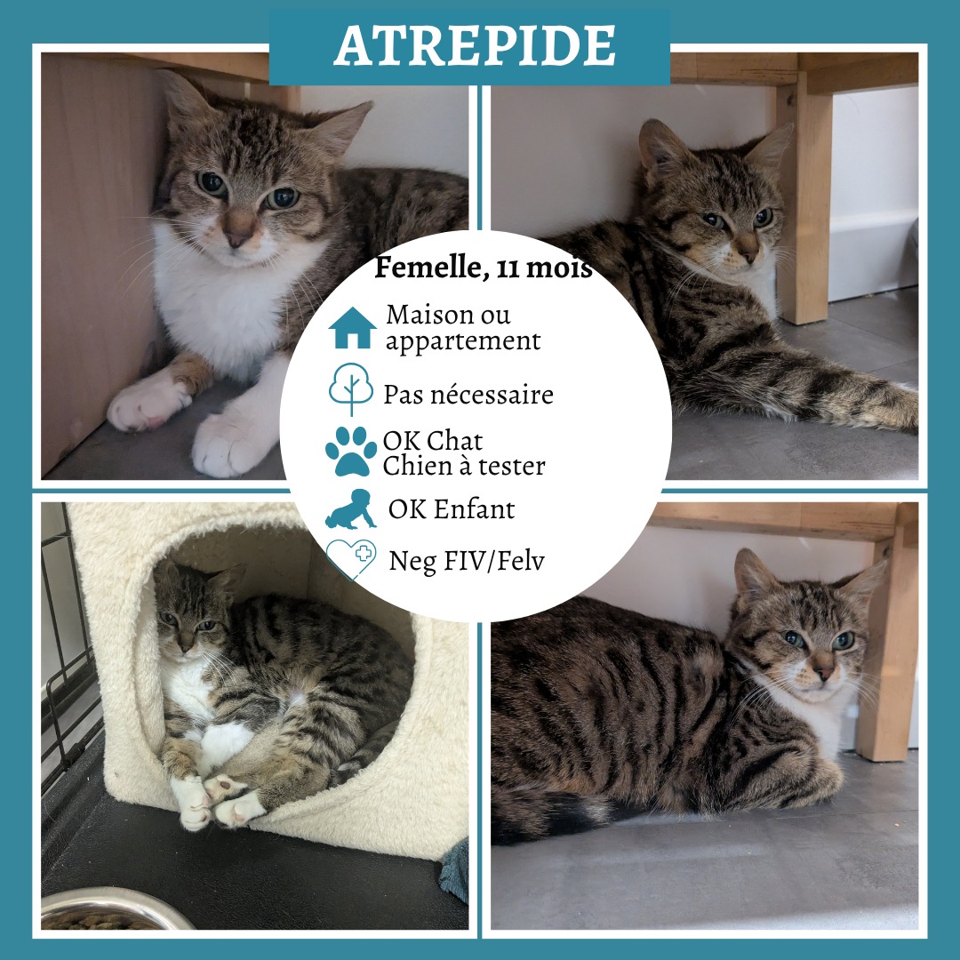 Atrépide