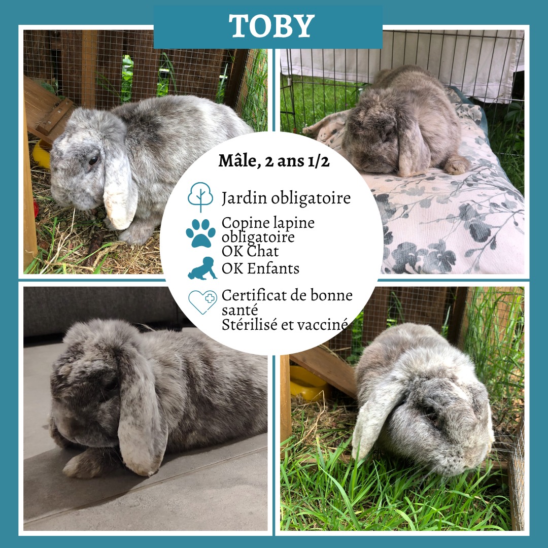 Toby