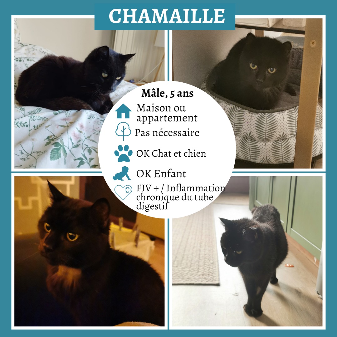 Chamaille