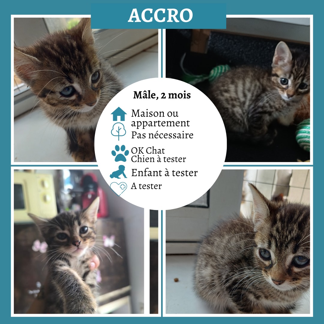 Accro