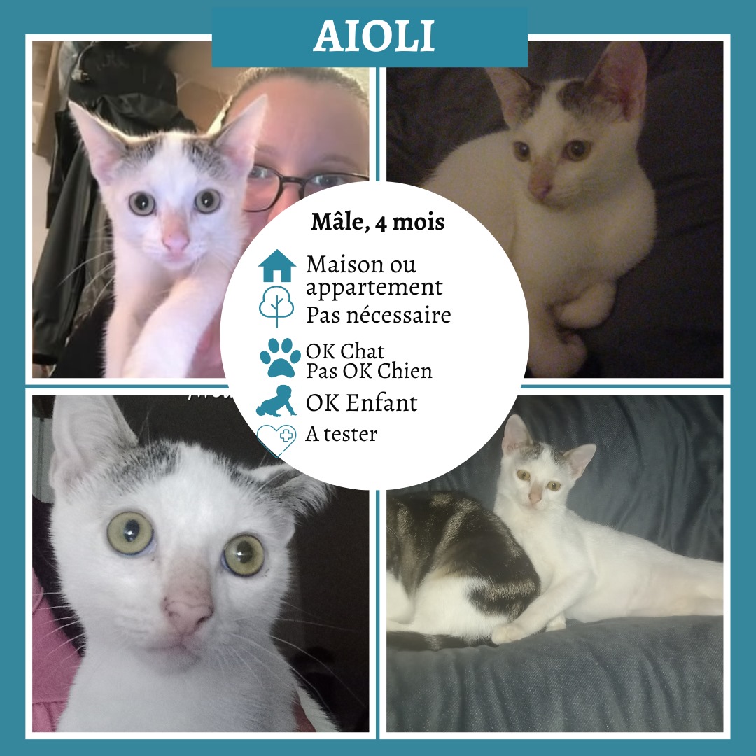 Aïoli
