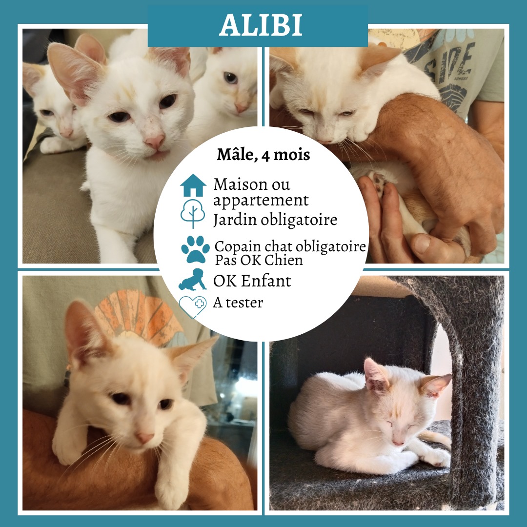 Alibi