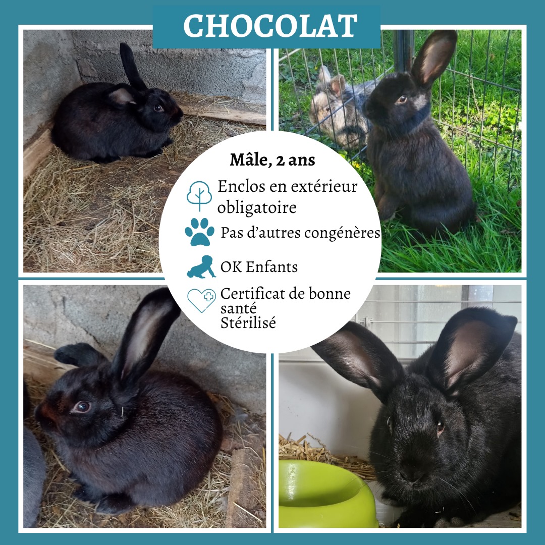 Chocolat
