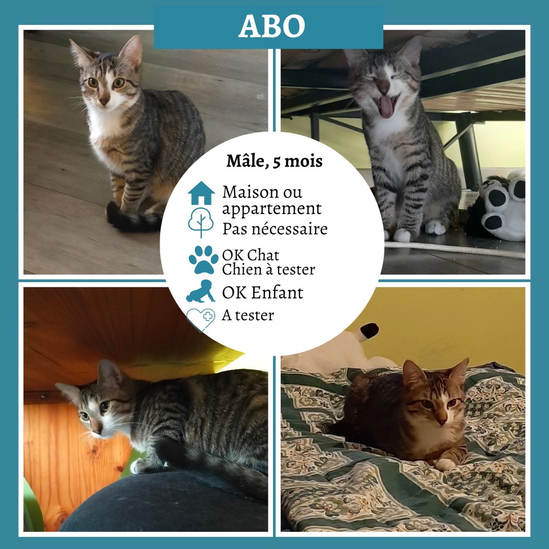 Abo