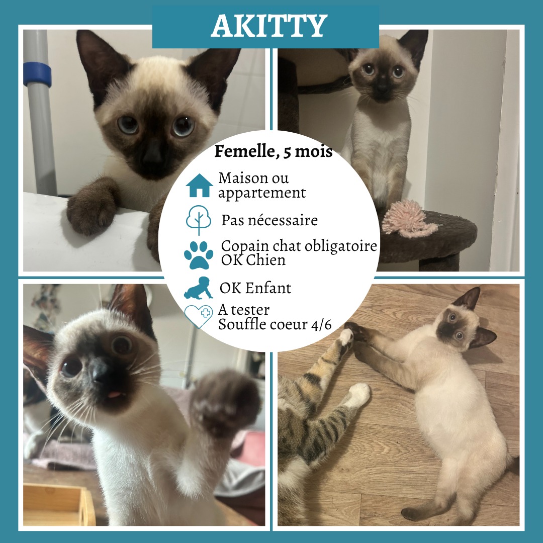 Akitty