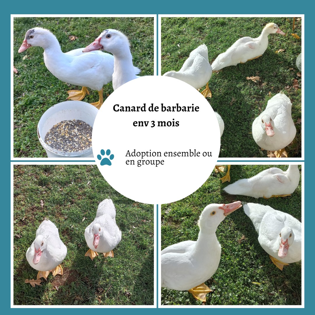Canards de Barbarie