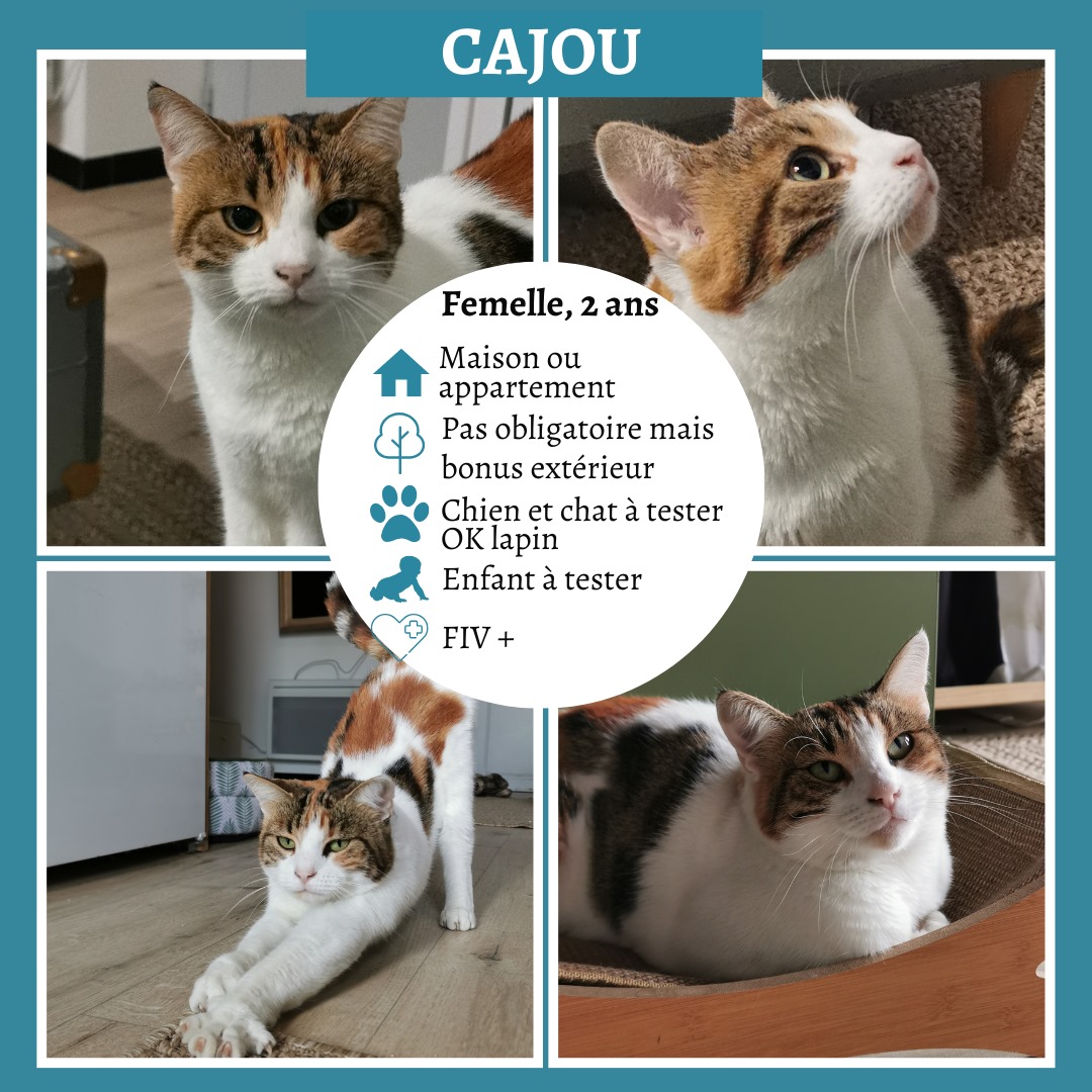 Cajou