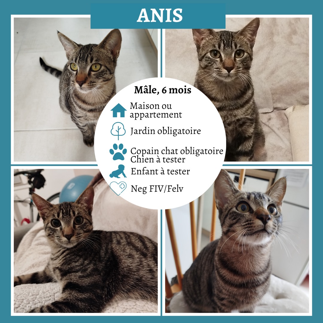 Anis