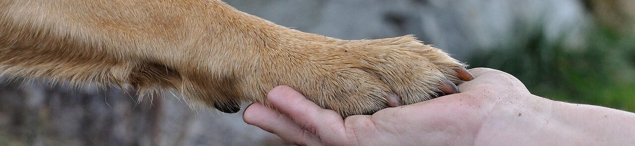 Le SIDA du chat (FIV)