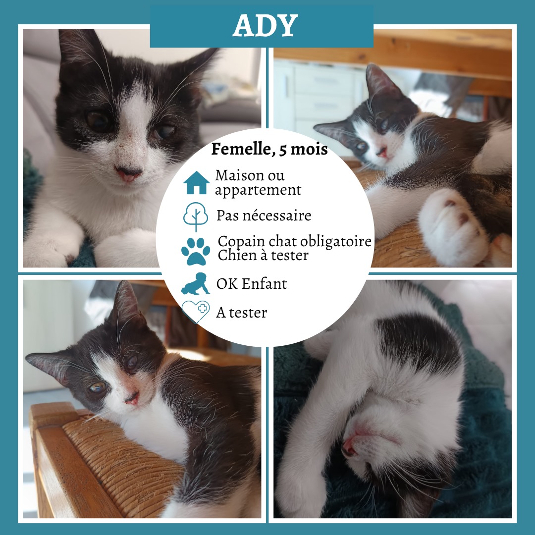 Ady