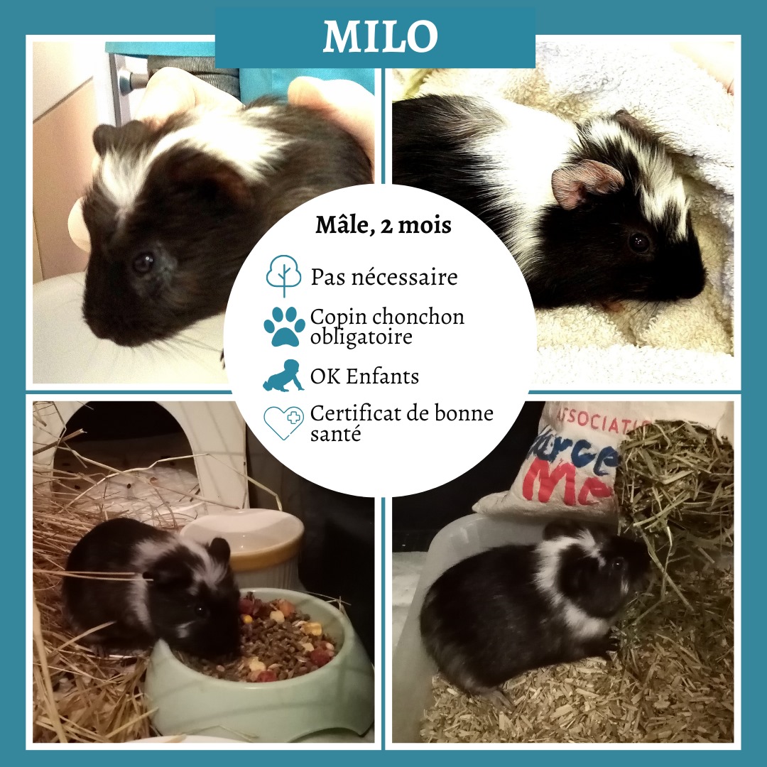 Milo
