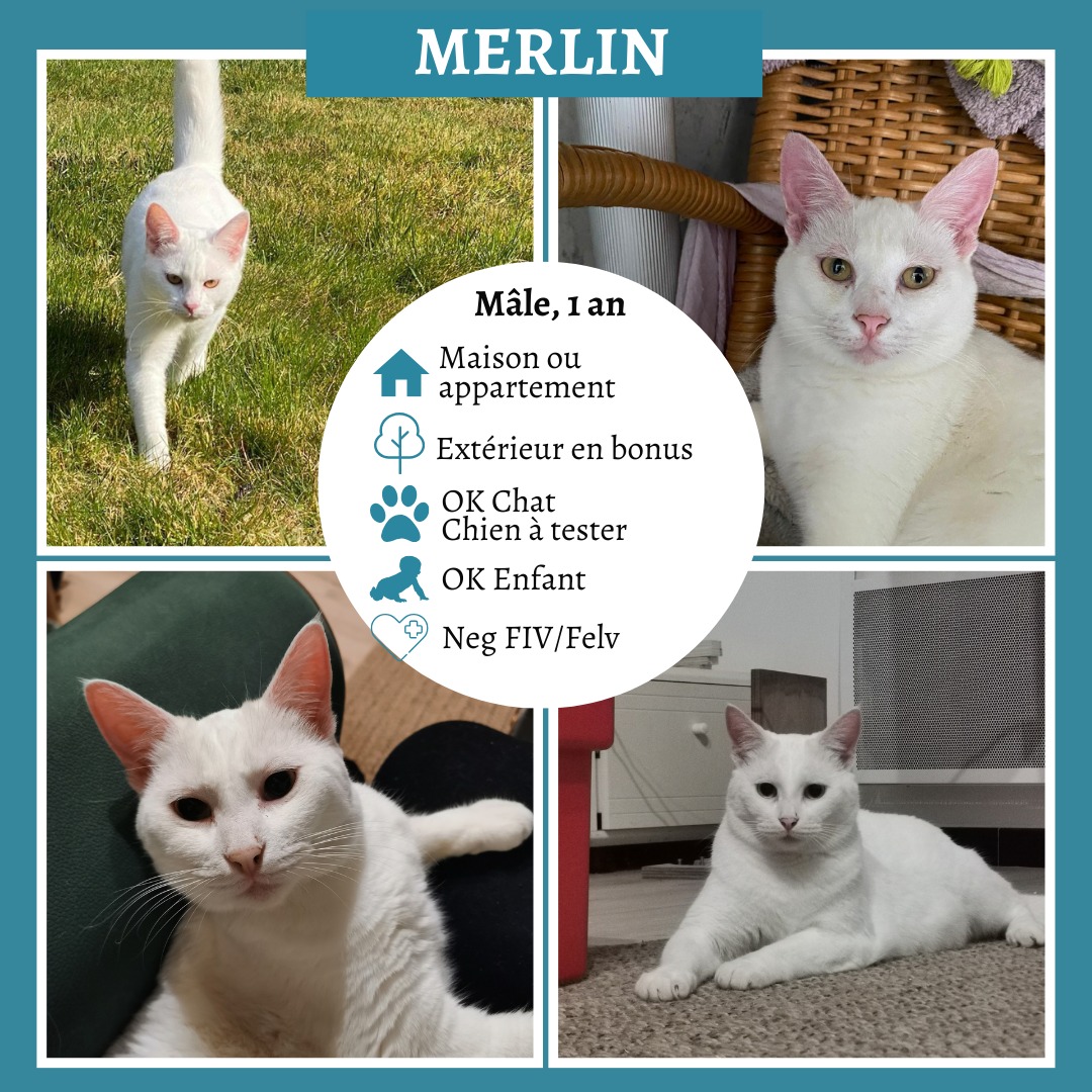Merlin