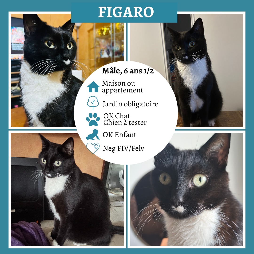 Figaro