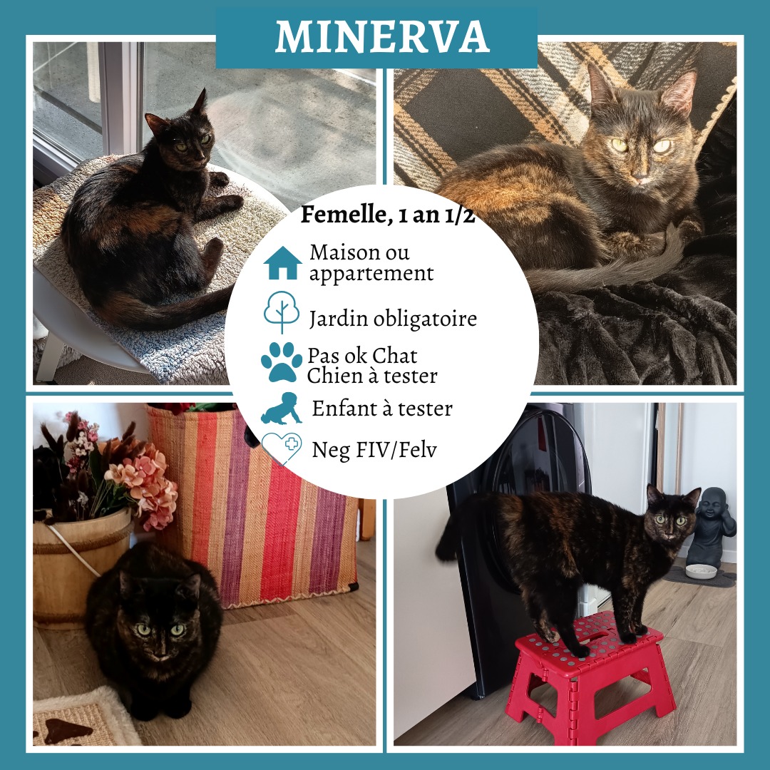 Minerva