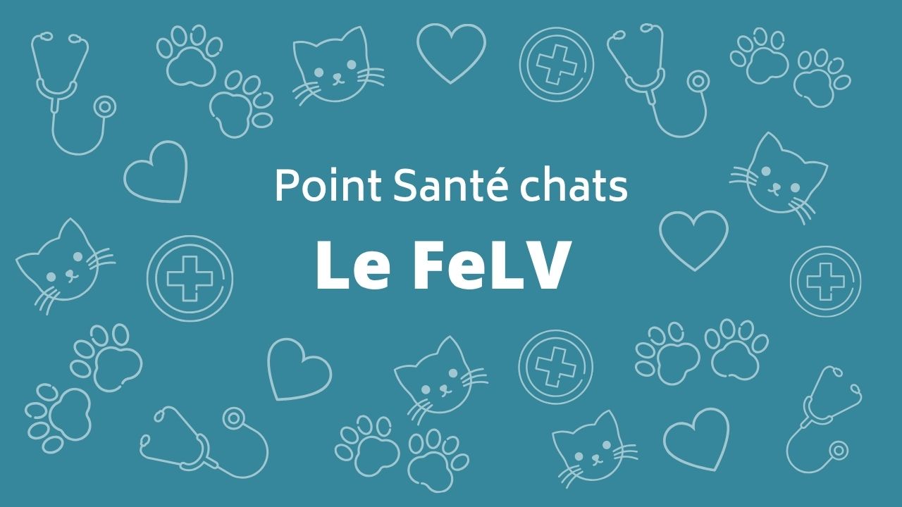 La leucose (FeLV)