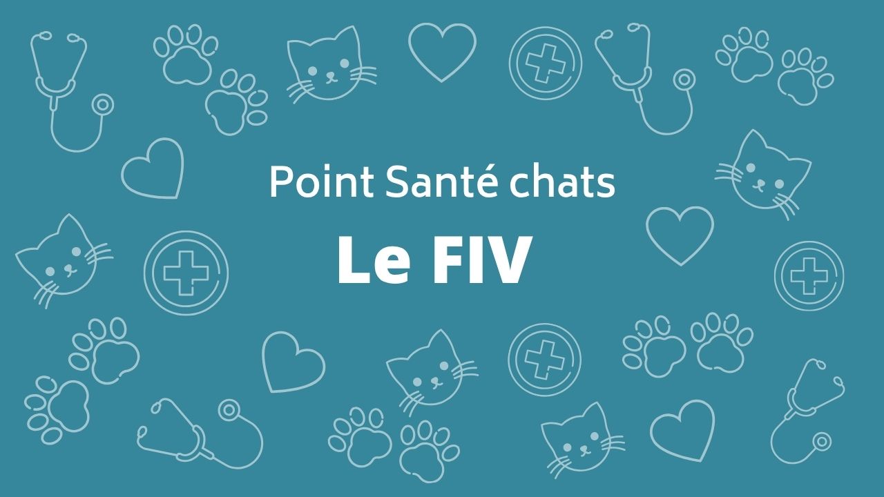 Le SIDA du chat (FIV)