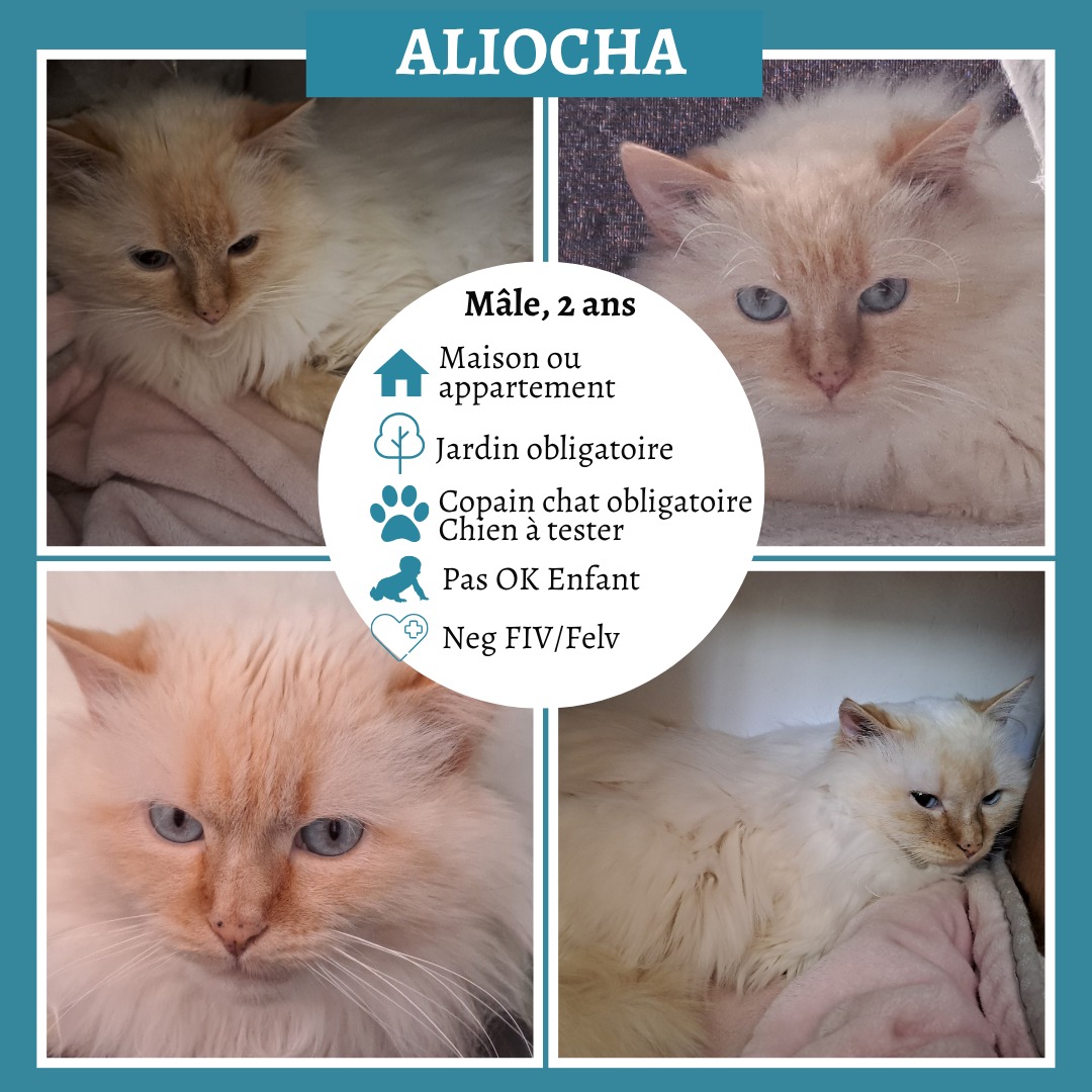 Aliocha