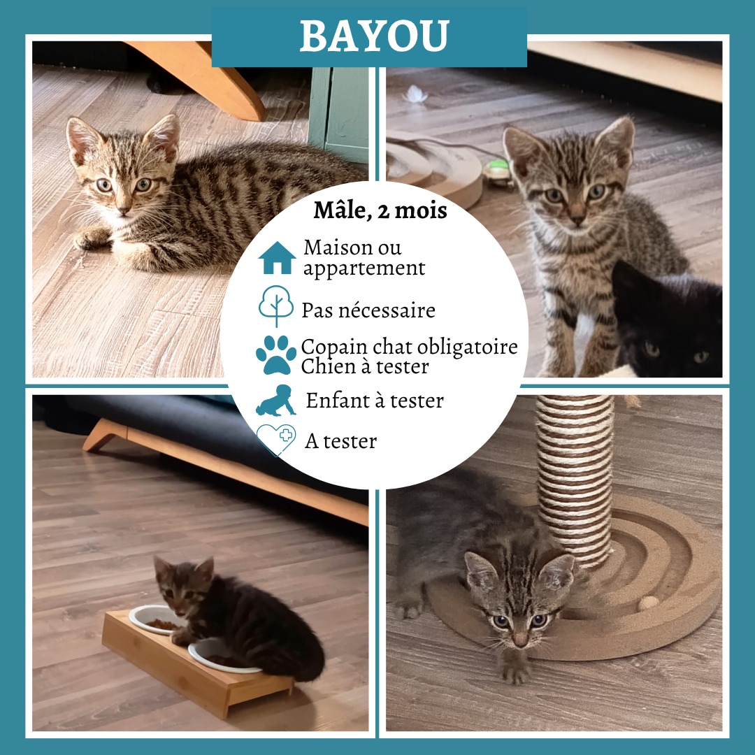 Bayou