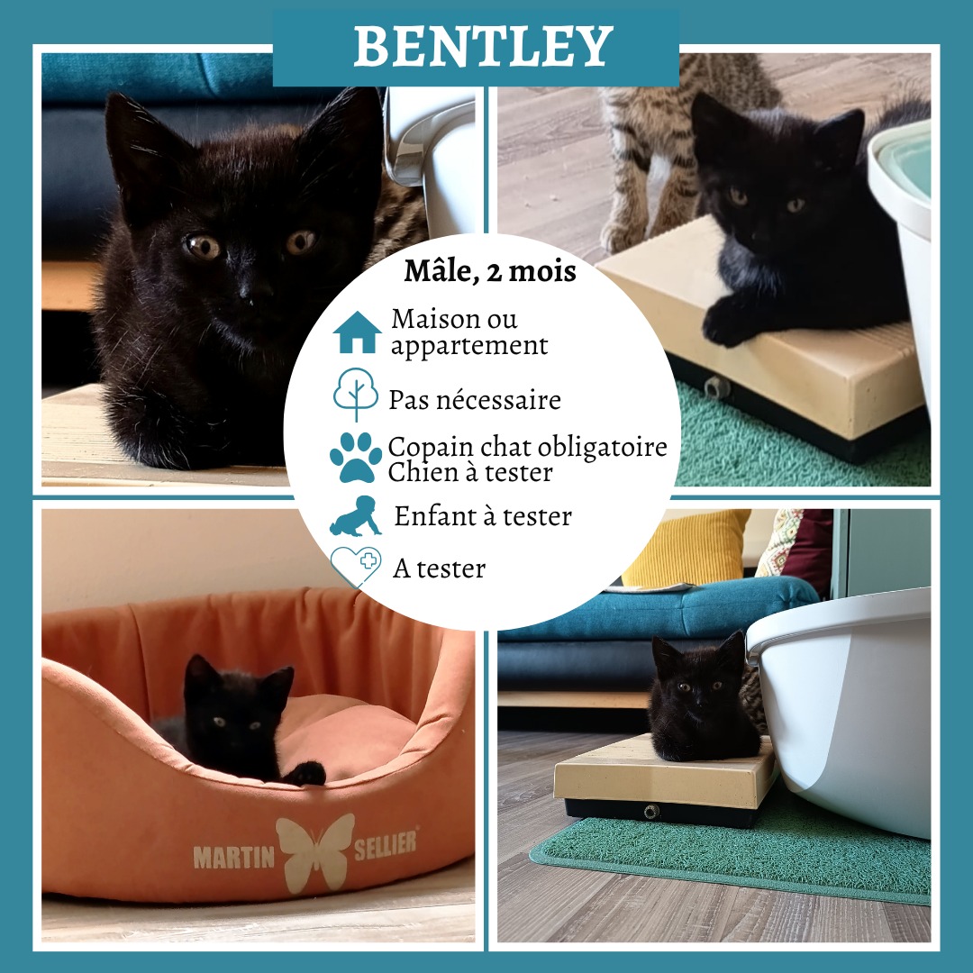 Bentley
