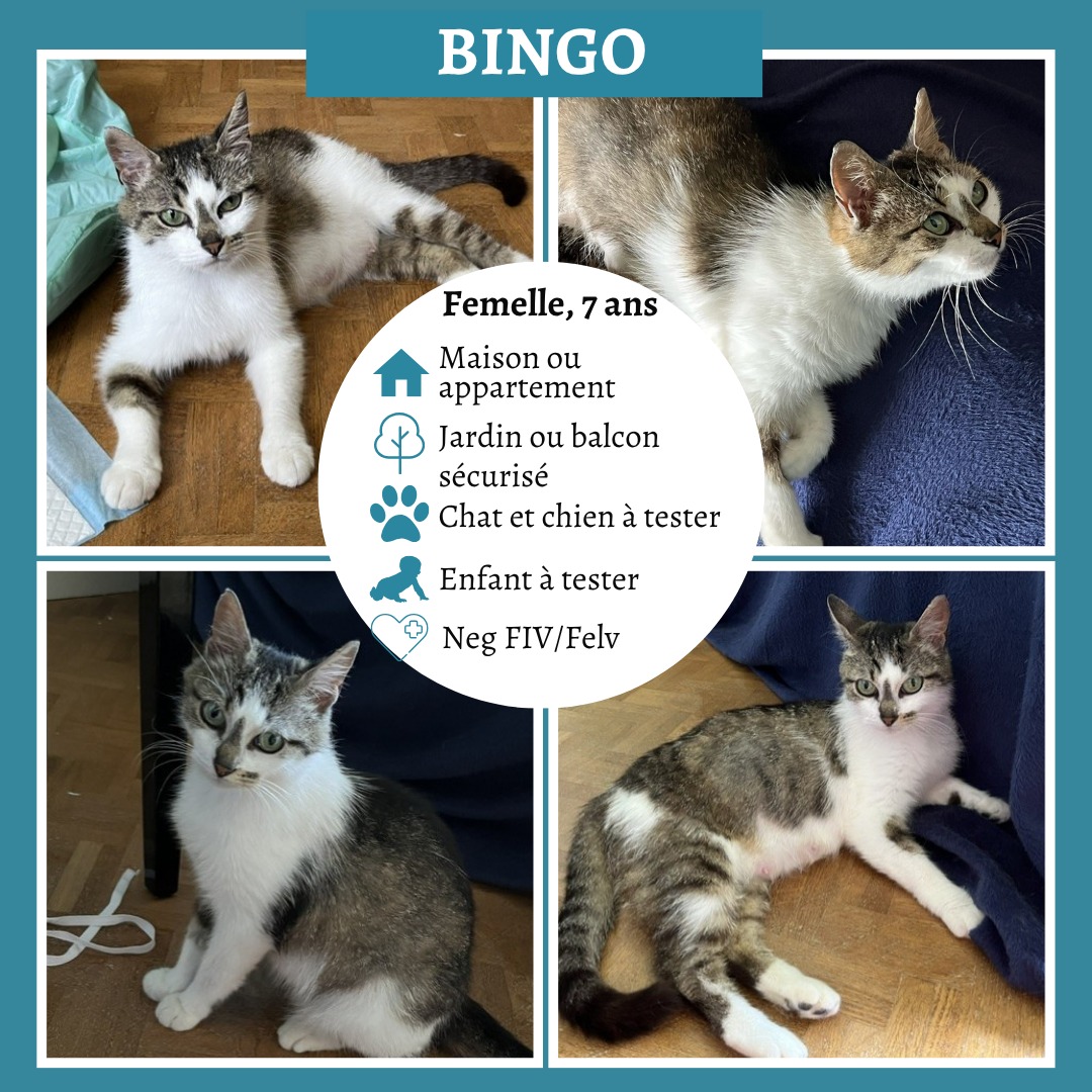 Bingo